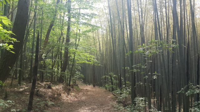 ▲アホプ山の林