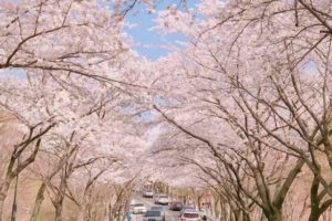 【春季早期割引】釜山エリア桜鑑賞ツアー