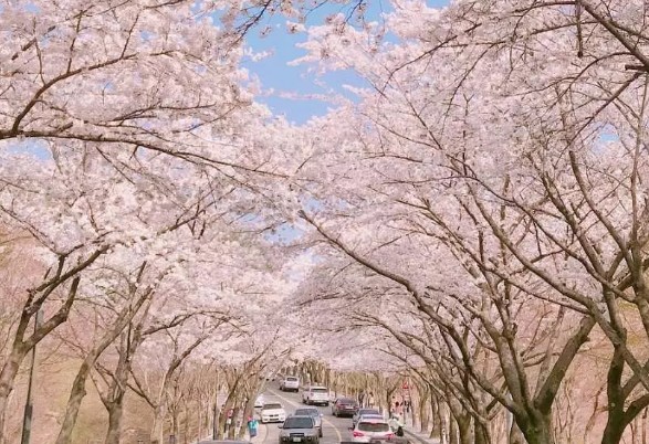 【春季早期割引】釜山エリア桜鑑賞ツアー