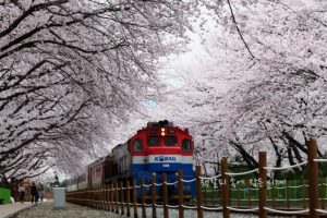 鎮海（チネ）軍港桜祭り